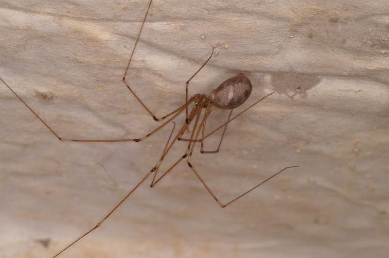 Pholcus_phalangioides_D6054_Z_88_Les Gris_Frankrijk.jpg
